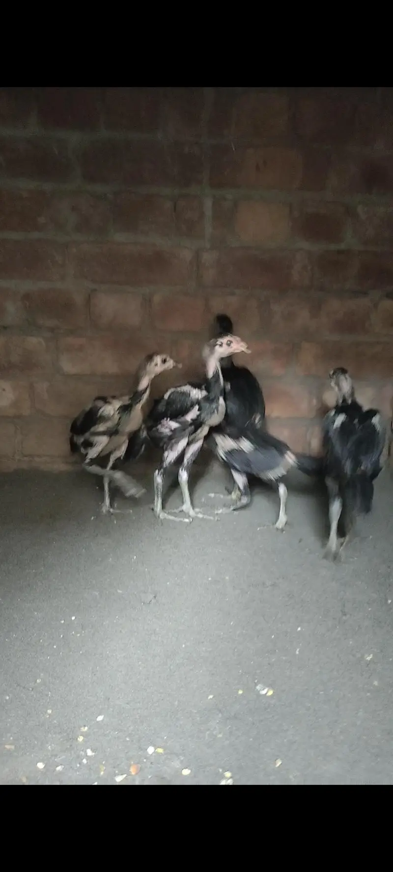 Panus Pakoya Chicks With game — photo 8