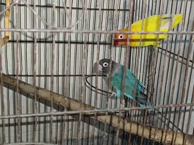 Love birds Home Breed
