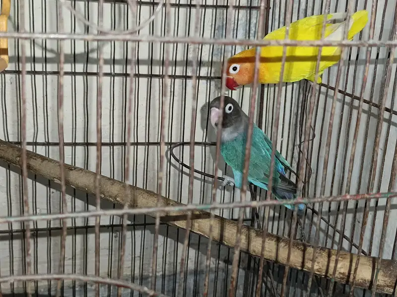 Love birds Home Breed — photo 3