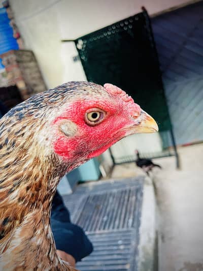 Hint madi for sale long hight mazboot joor 03476015102