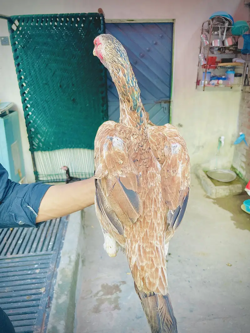 Hint madi for sale long hight mazboot joor 03476015102 — photo 9