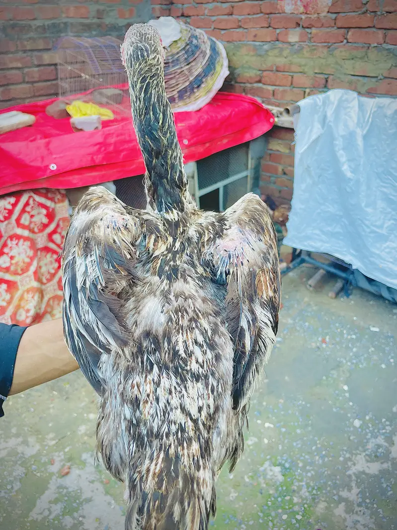 Hint madi for sale long hight mazboot joor 03476015102 — photo 10