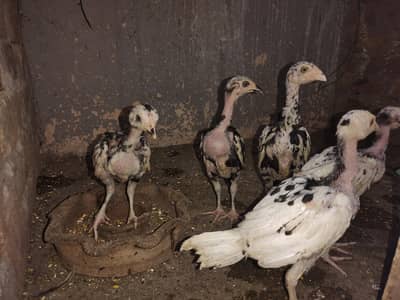 Cheena Aseel Breeder Pair + Chicks
