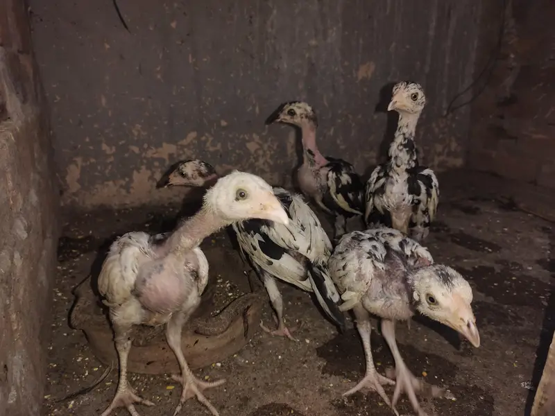 Cheena Aseel Breeder Pair + Chicks — photo 2