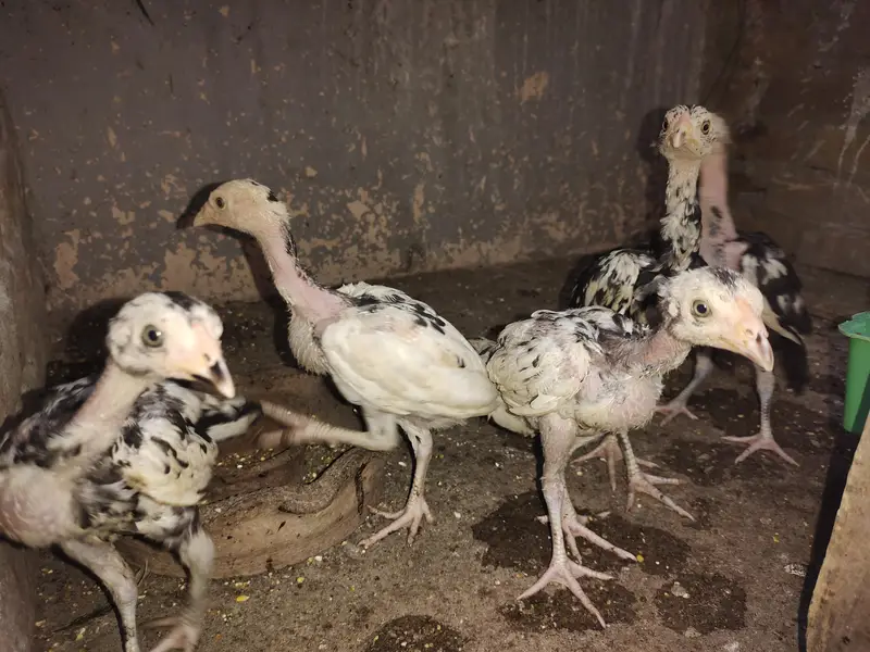 Cheena Aseel Breeder Pair + Chicks — photo 3