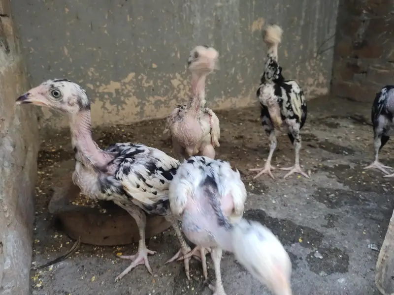 Cheena Aseel Breeder Pair + Chicks — photo 4