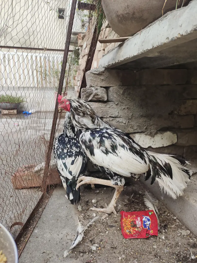 Cheena Aseel Breeder Pair + Chicks — photo 5