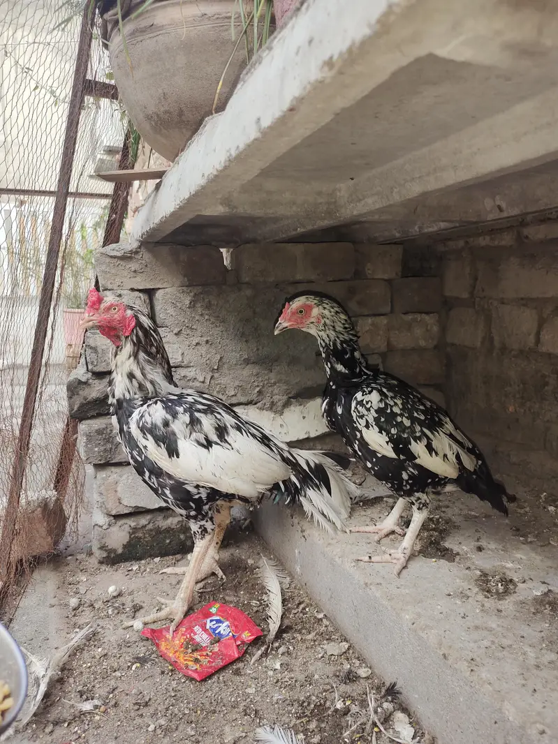 Cheena Aseel Breeder Pair + Chicks — photo 6