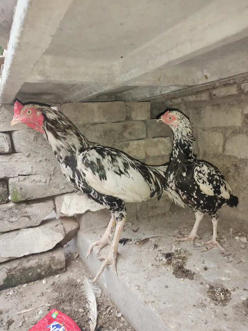 Cheena Aseel Breeder Pair + Chicks — photo 7