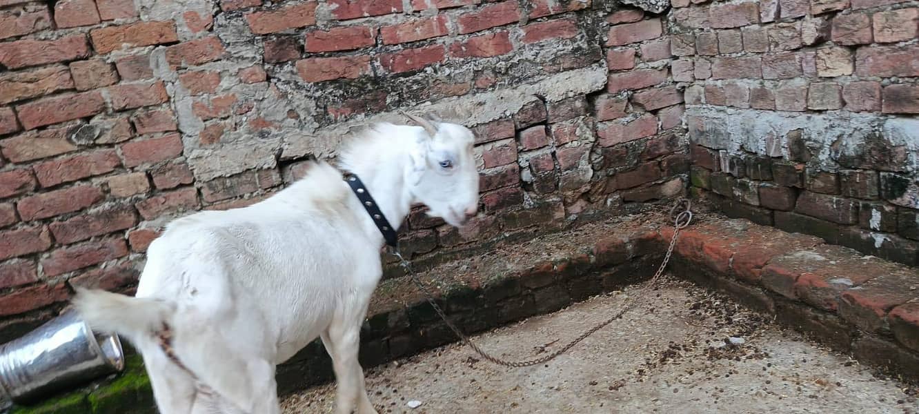bakra 0