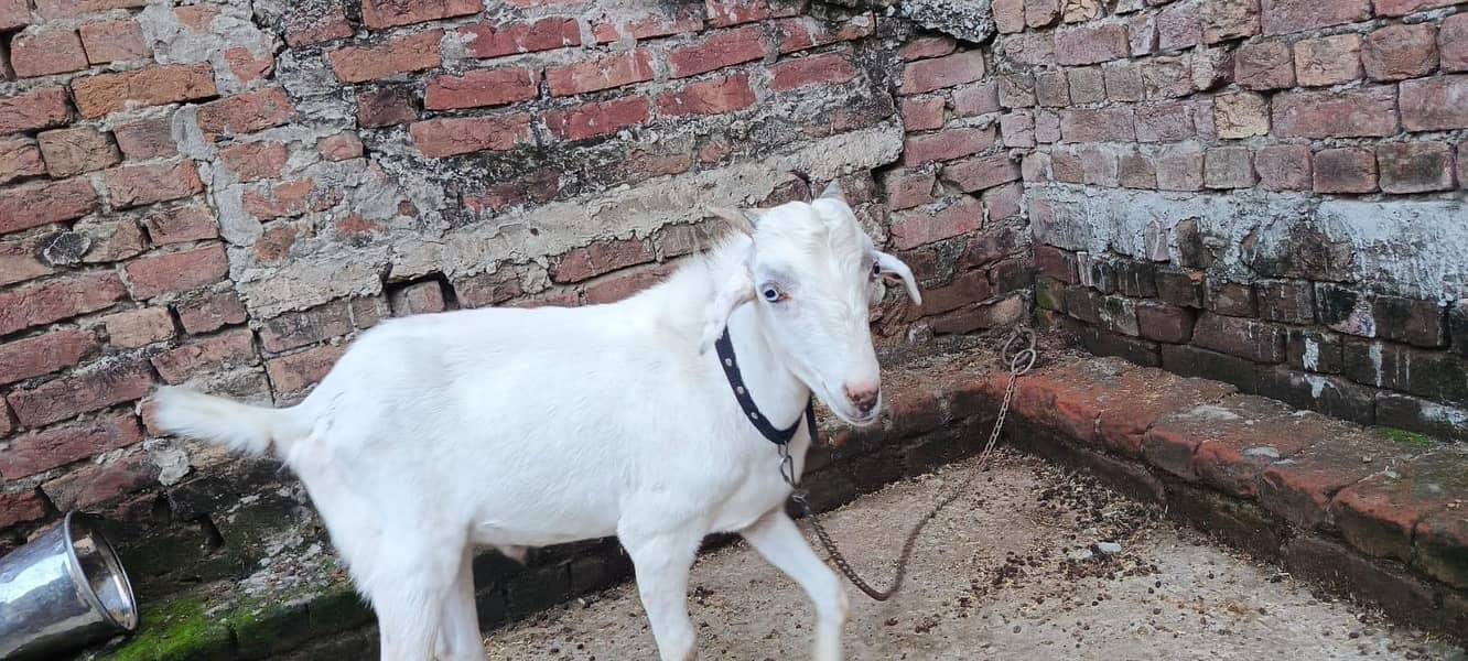 bakra 1