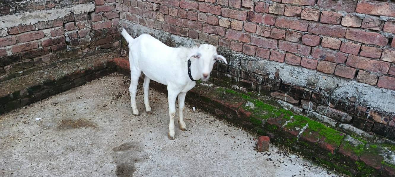 bakra 2