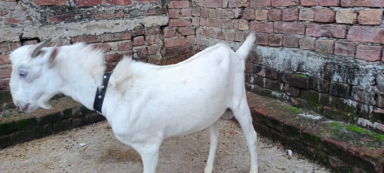 bakra 3