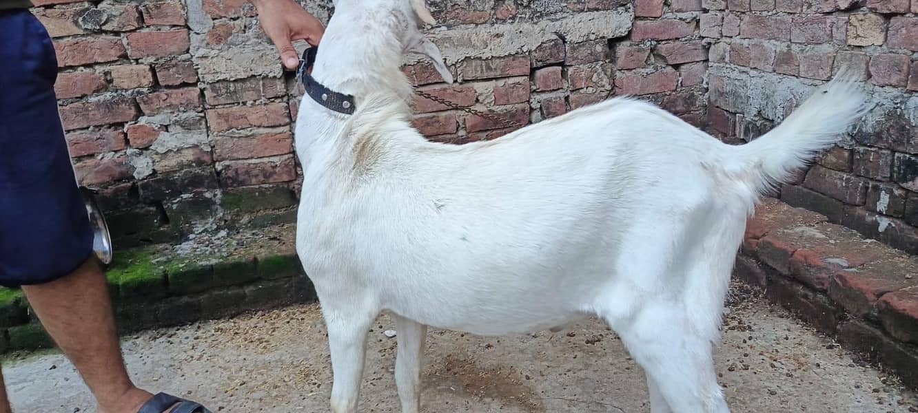bakra 4