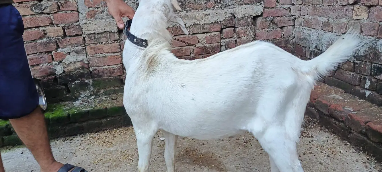bakra — photo 5