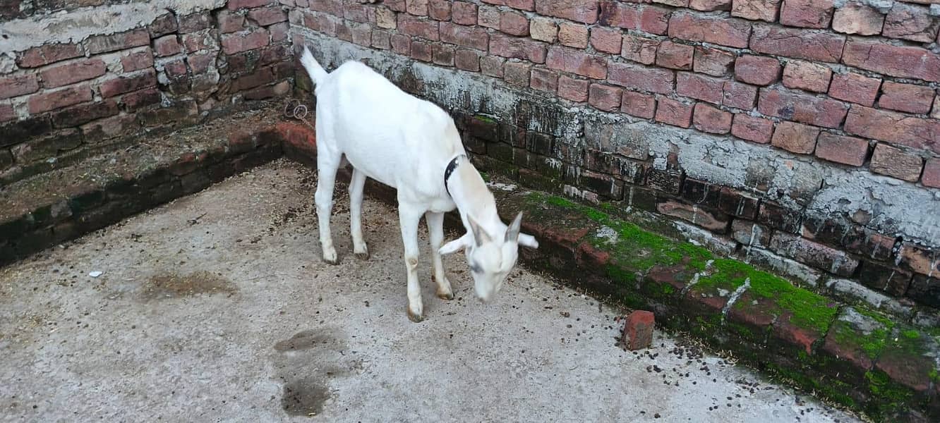bakra 5