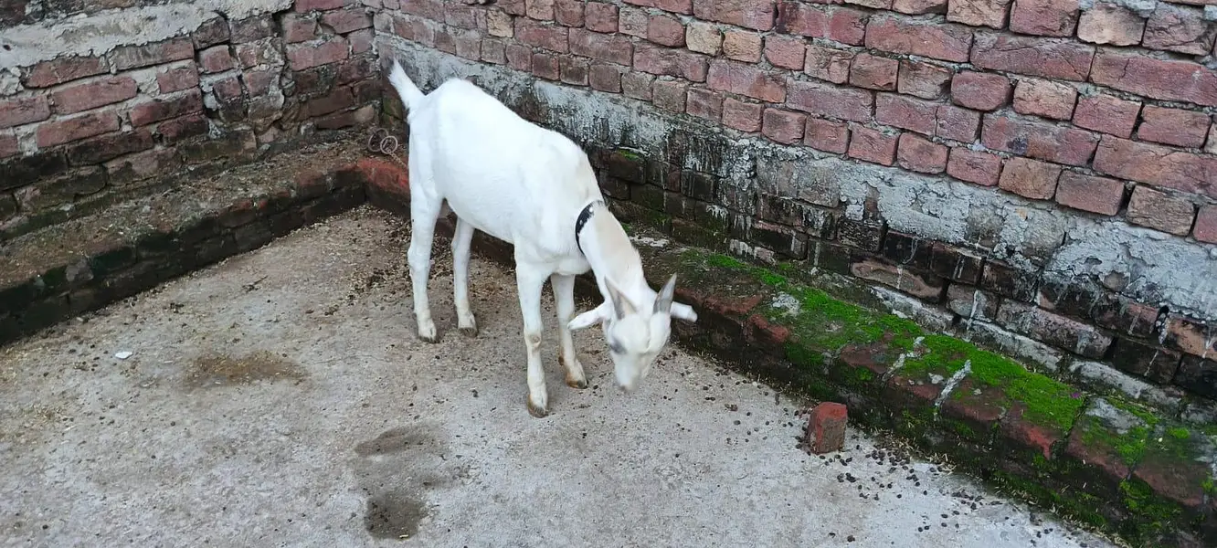 bakra — photo 6