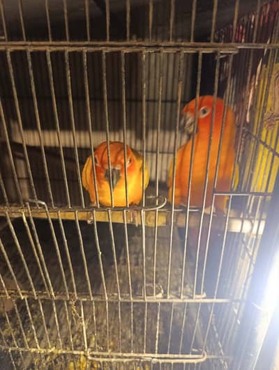 Bounded DNA Sunconor adult pair