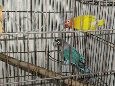 Love bIrds pair