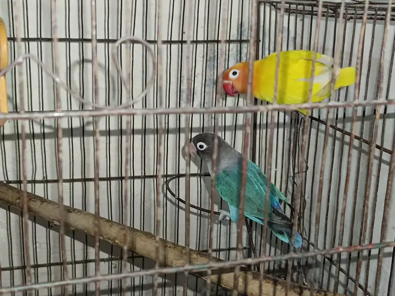 Love bIrds pair — photo 2