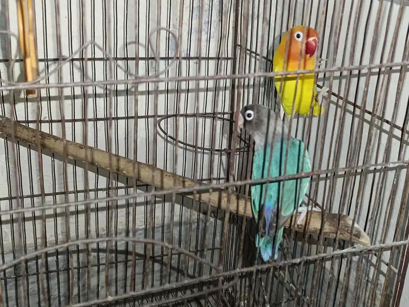 Love bIrds pair — photo 3