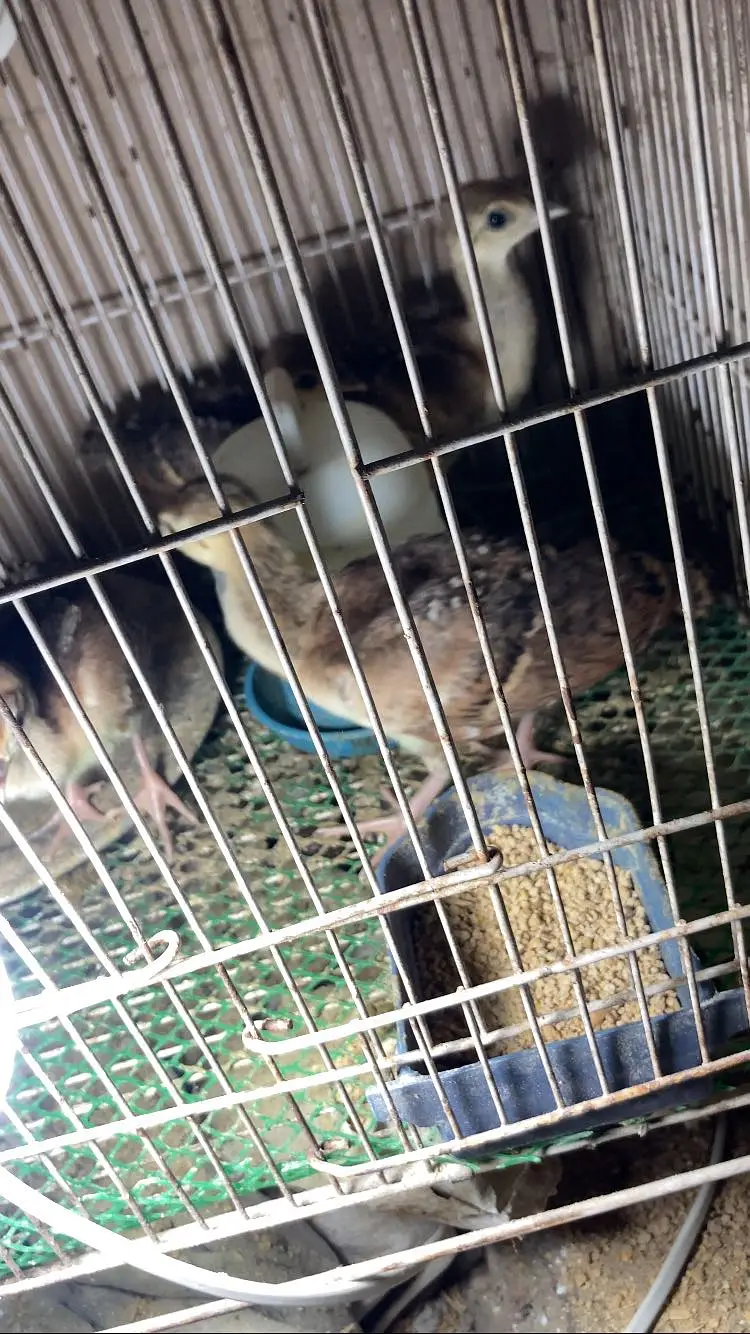 Indian blue peacock chiks — photo 2