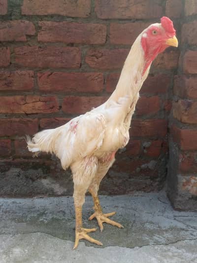 white shamo male for sale