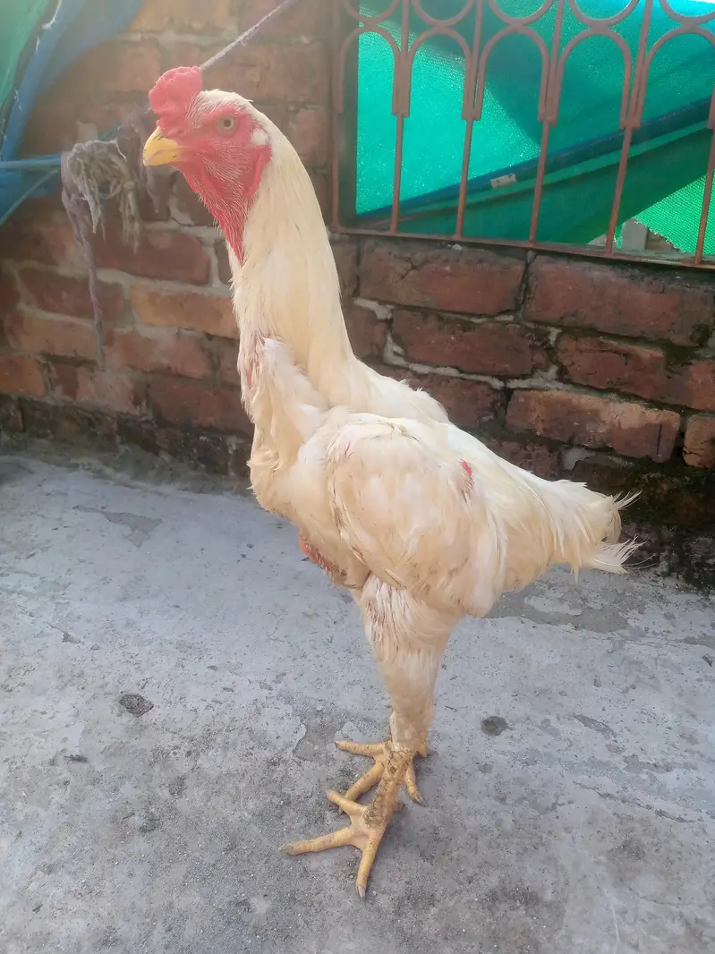 white shamo male for sale — photo 2