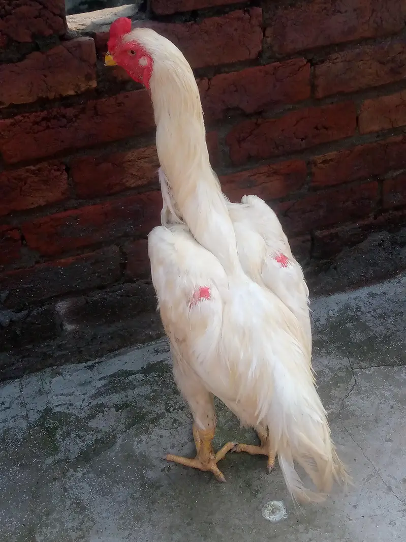 white shamo male for sale — photo 3