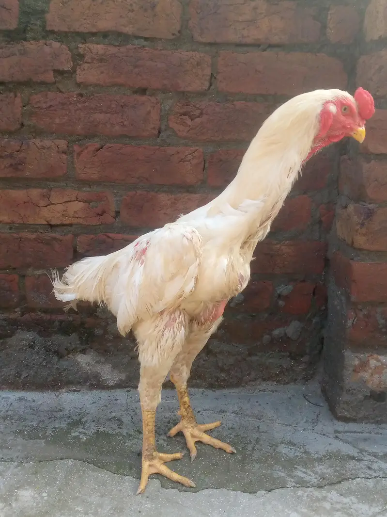white shamo male for sale — photo 4