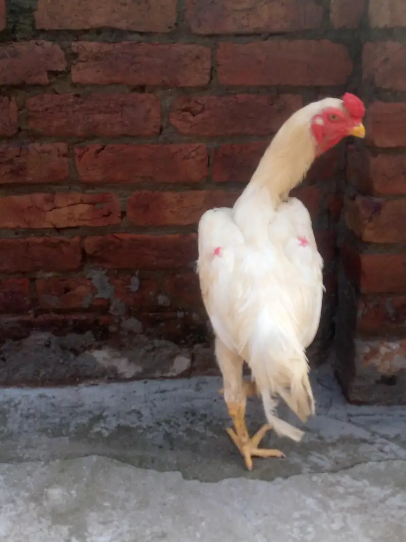 white shamo male for sale — photo 5