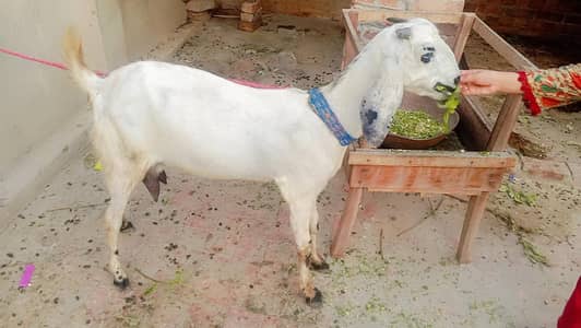 dasi dod wali  bakri shat female