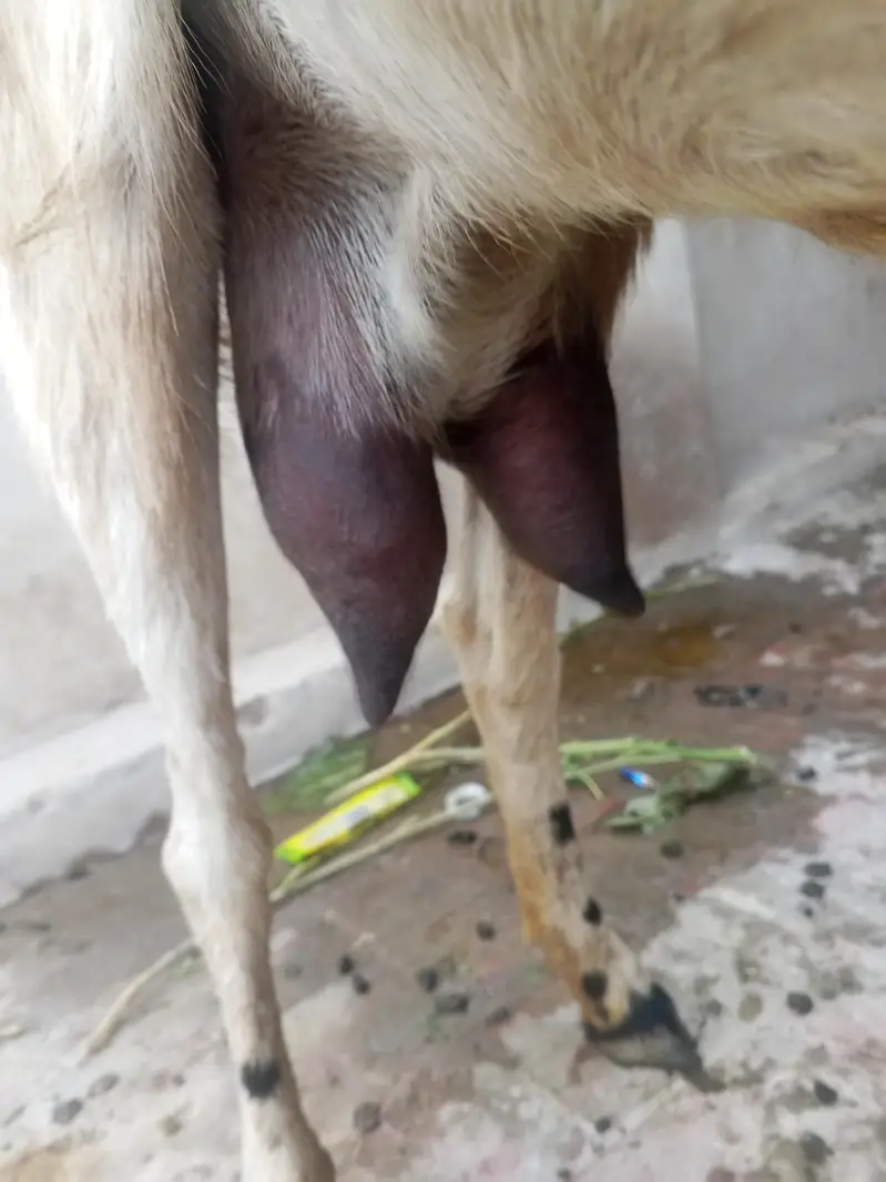 dasi dod wali  bakri shat female — photo 2