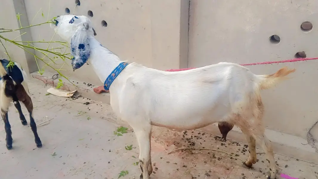 dasi dod wali  bakri shat female — photo 3