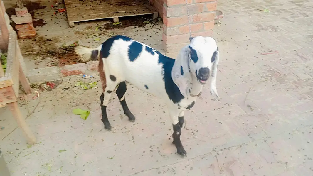 dasi dod wali  bakri shat female — photo 4