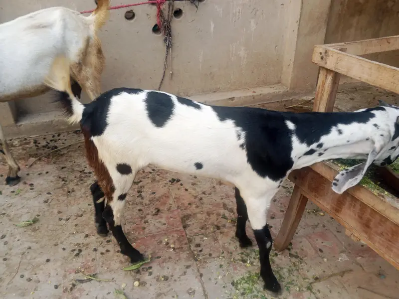 dasi dod wali  bakri shat female — photo 5