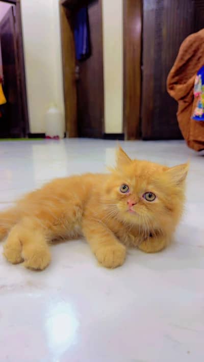 Persian cat pair for sale