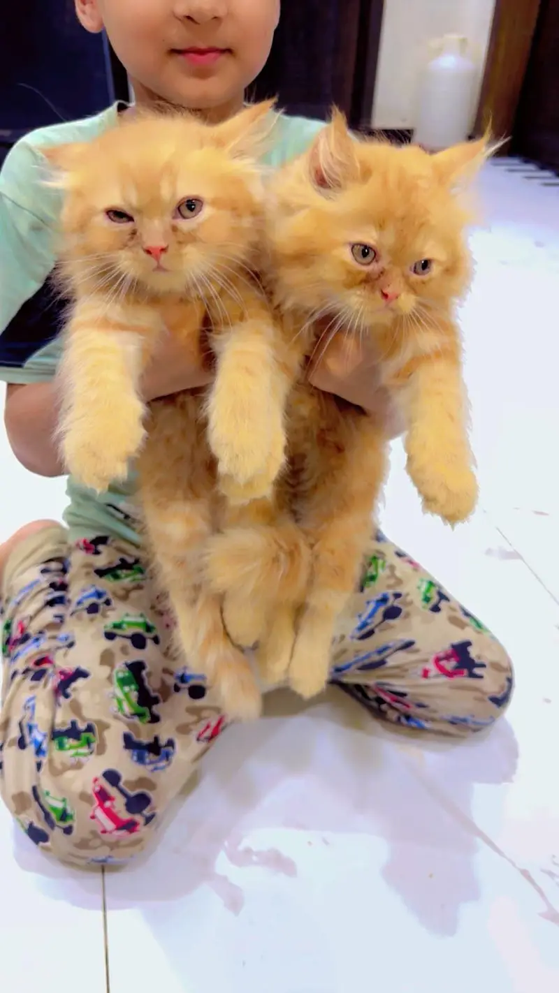 Persian cat pair for sale — photo 2