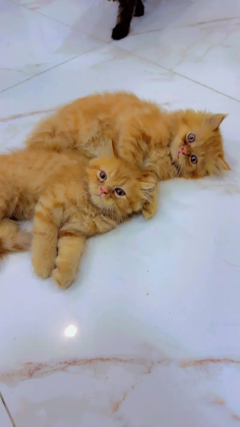 Persian cat pair for sale — photo 3