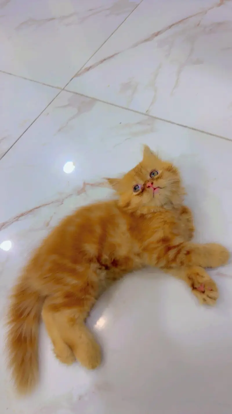 Persian cat pair for sale — photo 4
