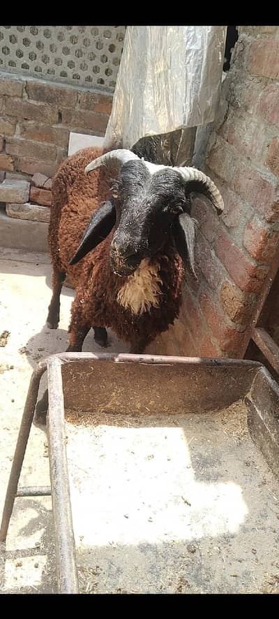 black male sheep