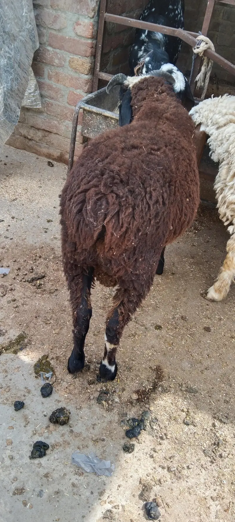 black male sheep — photo 2