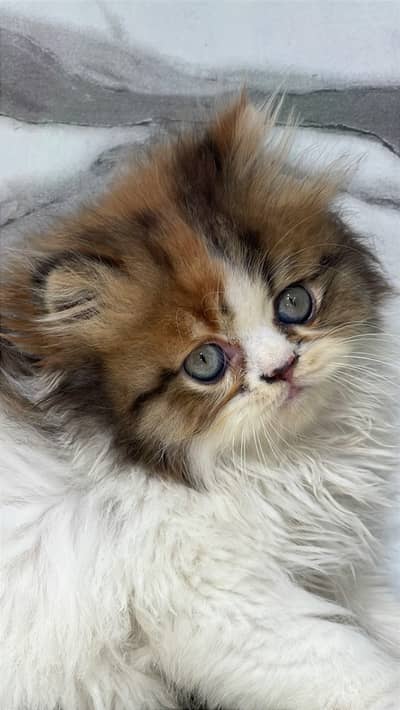 White Persian Kittens/Triple coated/blue eyes/Cats/Male/Female