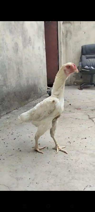 White | Shamo | Female | For Sale |