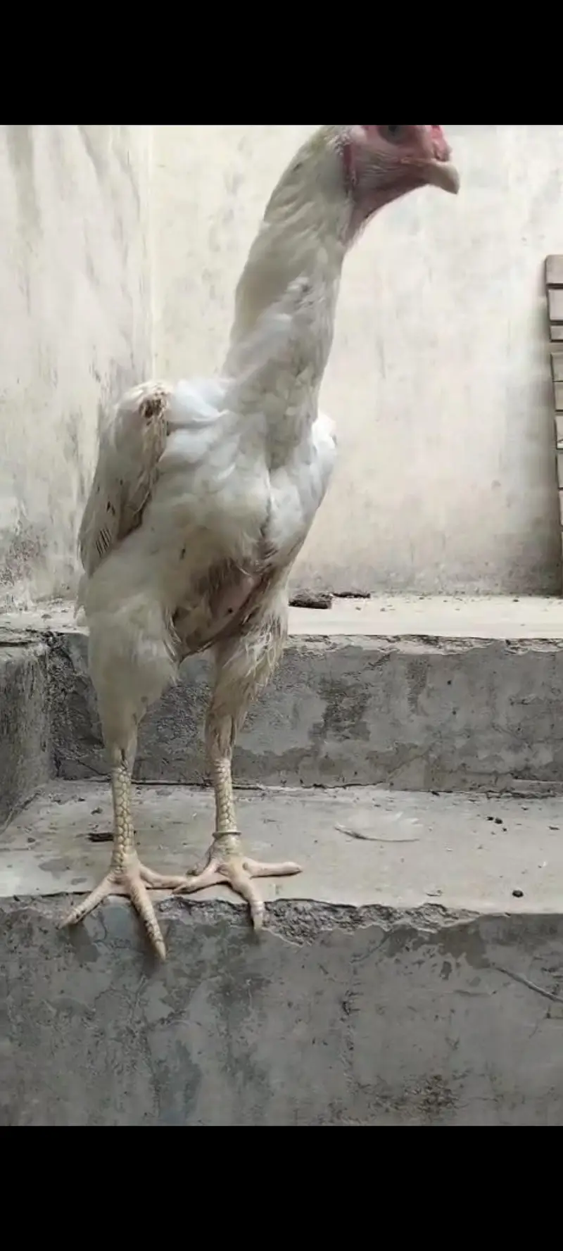 White | Shamo | Female | For Sale | — photo 3