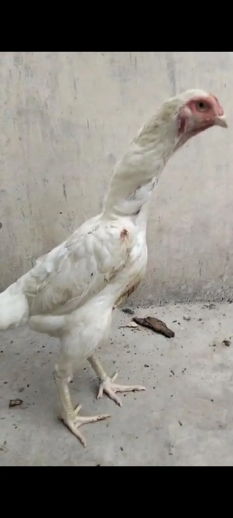 White | Shamo | Female | For Sale | — photo 5
