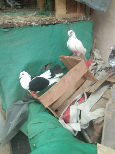 3 pair for sell different nasal all breader