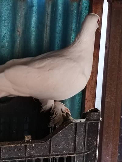 gubara male and white mutana breeder pair