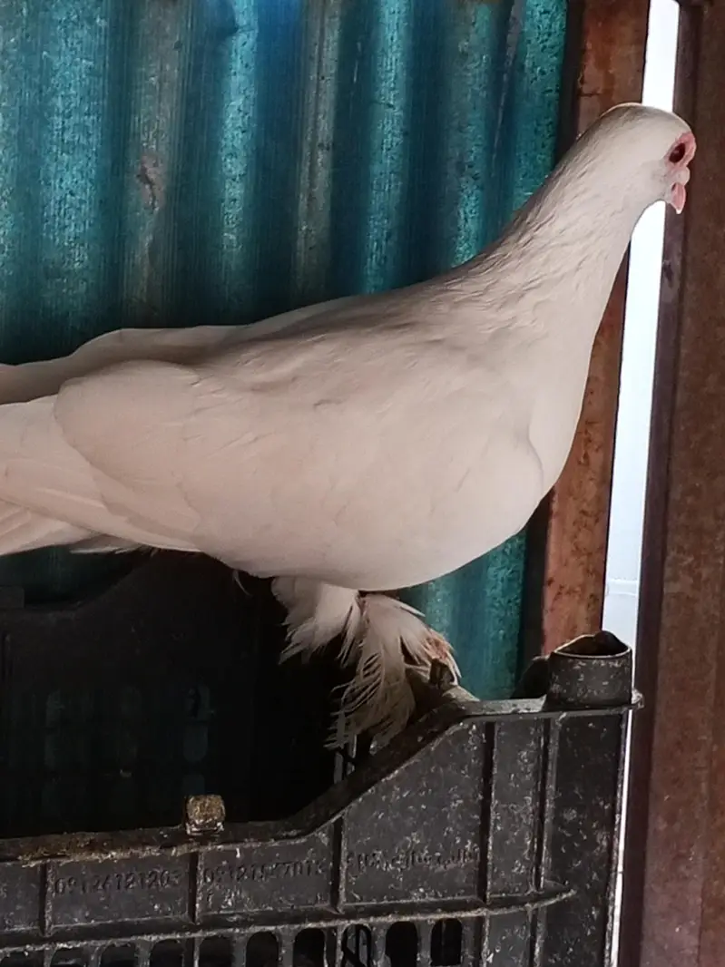 gubara male and white mutana breeder pair — photo 2