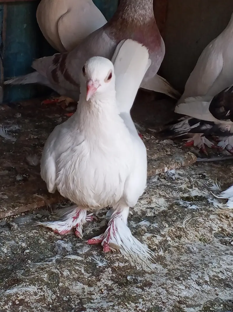 gubara male and white mutana breeder pair — photo 3